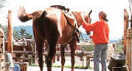 小須田牧場のスタッフと乗馬用の馬