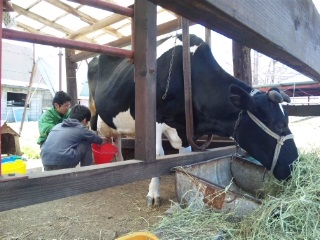 110417乳搾り.jpg