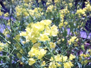 110514菜の花.jpg