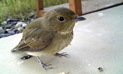 bird090825.jpg