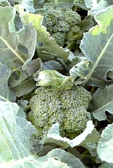broccoli080810.jpg