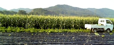 corn farm080824.jpg