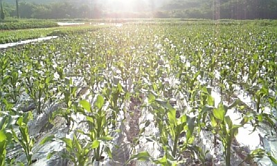corn090705.jpg