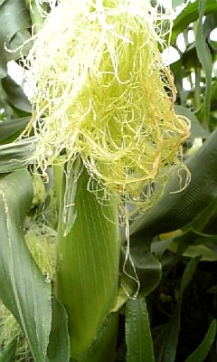 corn090803.jpg
