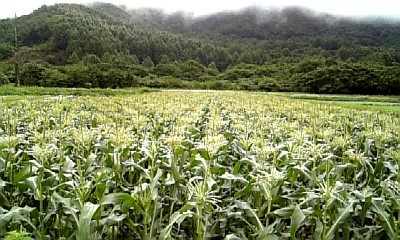 cornfarm090803.jpg