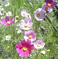 cosmos080719.jpg