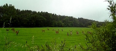 deer080626.jpg