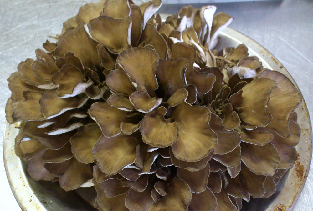 maitake.jpg