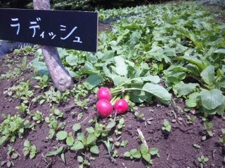 radish100611.JPG