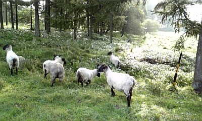 sheep080907.jpg