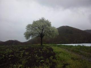 yamanashi100523.JPG